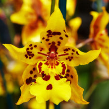 Load image into Gallery viewer, GOLDEN ORCHID - Mini Snap Bar
