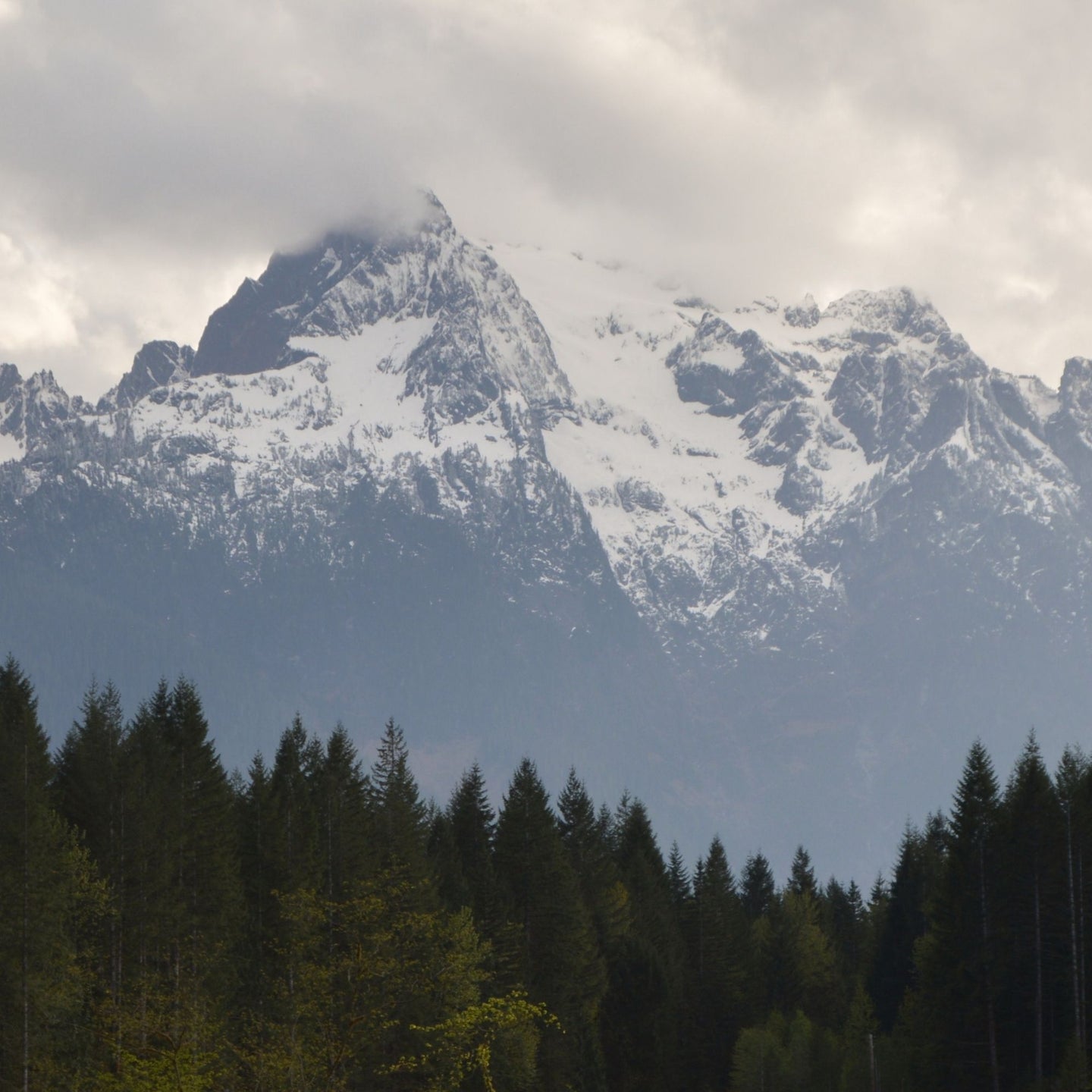 MOUNTAIN AIR (Zoflora) SHELLS