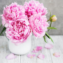 Load image into Gallery viewer, PEONY &amp; BLUSH SUEDE - Snap Bar Clam
