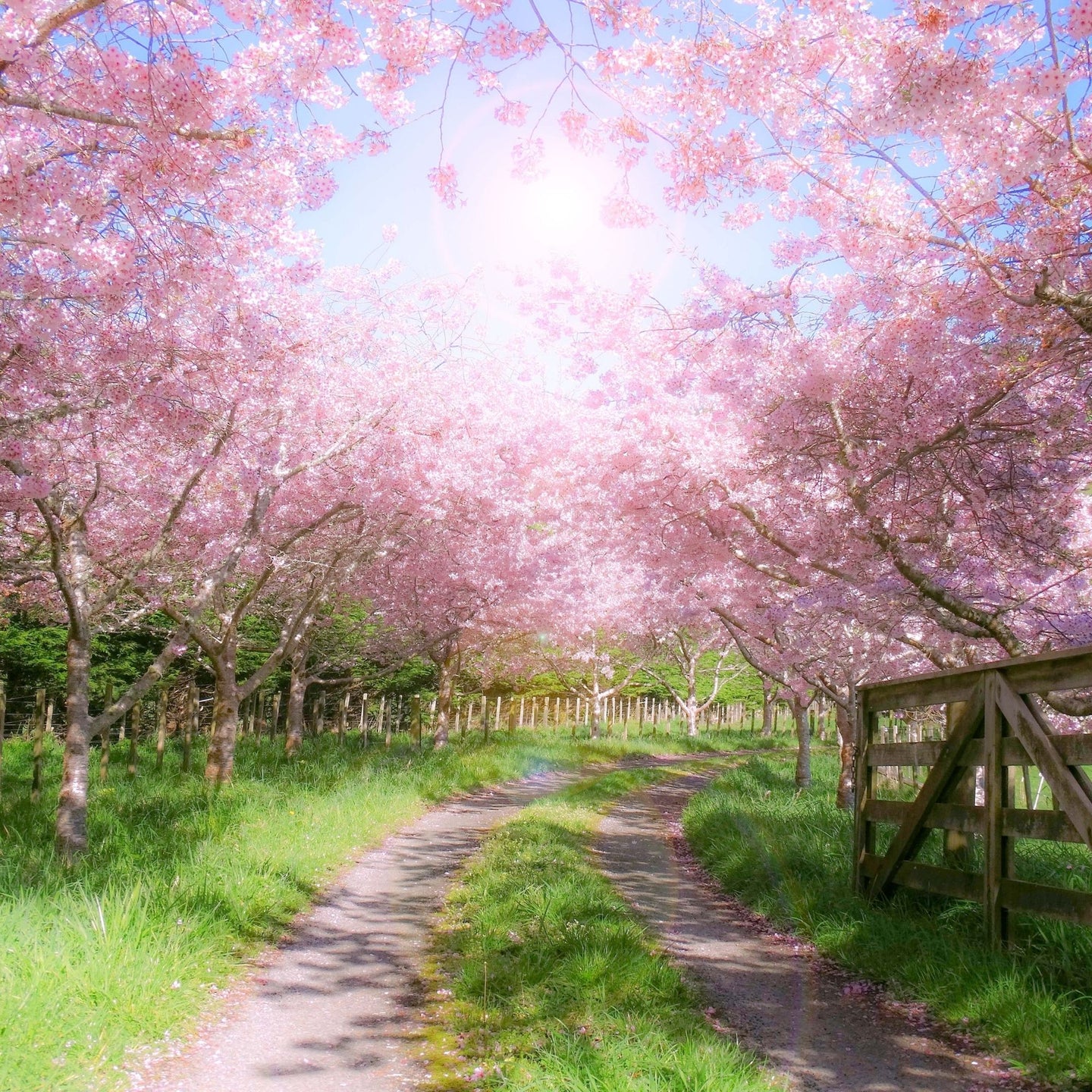 SPRINGTIME (Zoflora) SCENT STICK