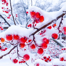 Load image into Gallery viewer, WINTER BERRIES SCENT STICK
